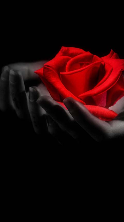 red rose background