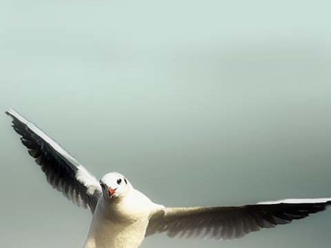 wings bird seagull ocean background wallpaper phone