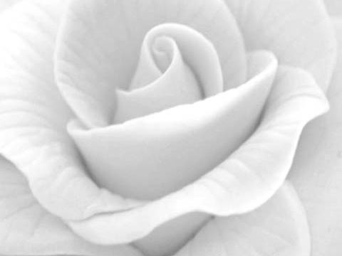 white rose flower background wallpaper phone