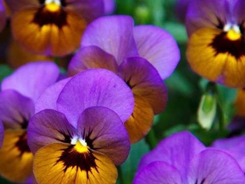 pansies flower purple garden wallpaper background phone