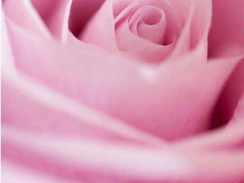 petals pink rose wallpaper background phone