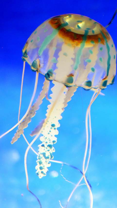 tentacles jellyfish blue ocean wallpaper background phone