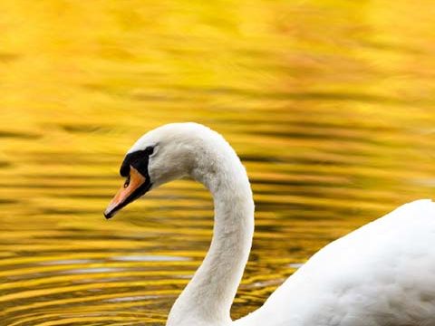 swan yellow golden bird wallpaper phone