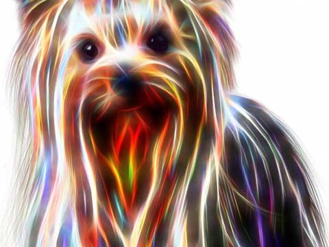 yorkshire terrier dog puppy background wallpaper phone