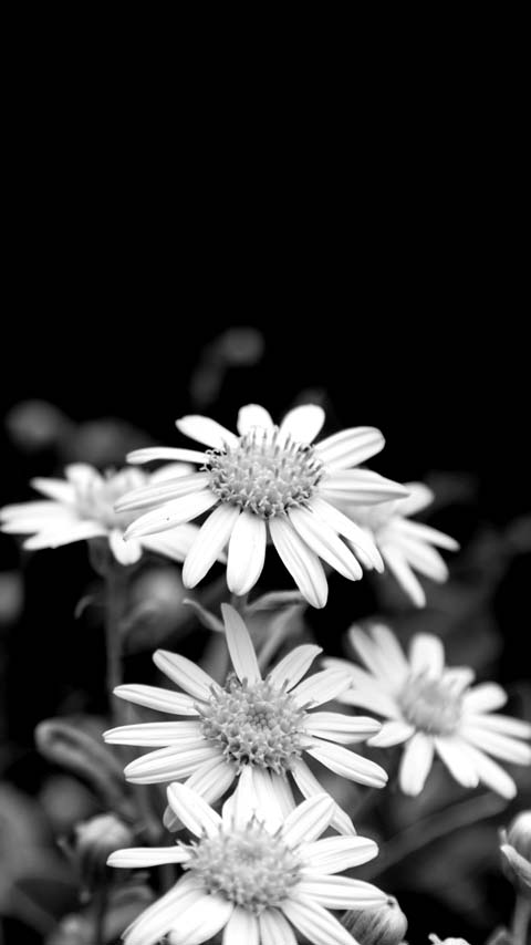 Perennial flower black white background wallpaper phone