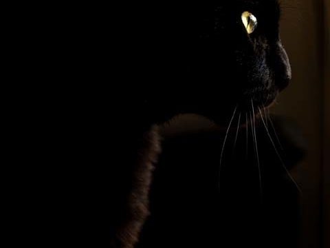 profile black cat dark wallpaper background phone