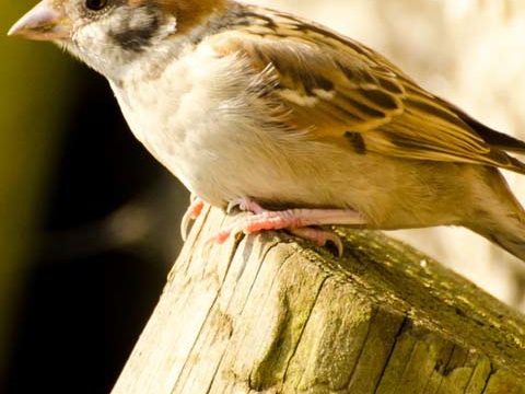 sparrow bird wallpaper background phone free