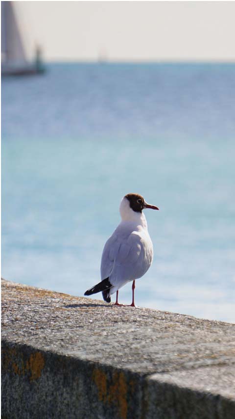 lonely bird seagull ocean blue wallpaper background phone