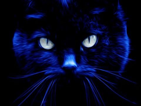 staring cat eyes dark blue black background wallpaper phone