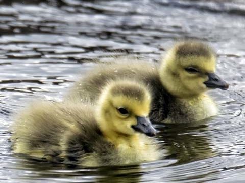 ducklings ducks birds wallpaper background phone