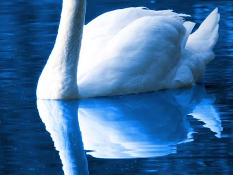 cobalt blue lake swan wallpaper background phone