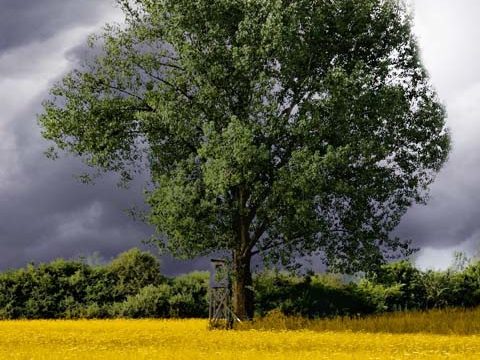 magnificent tree yellow meadow wallpaper background phone