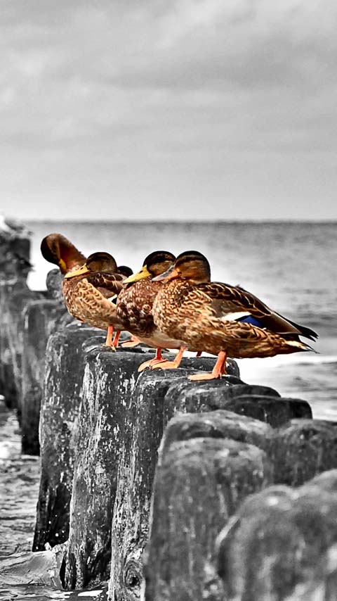 ducks wallpaper background phone free