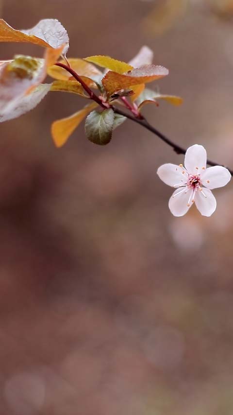 blush flower tree pink wallpaper background phone