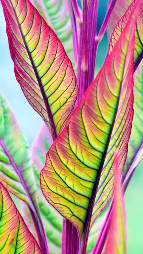 ornamental plant green leaves wallpaper background phone