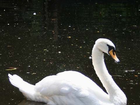 reflection lake swan dark black wallpaper background phone