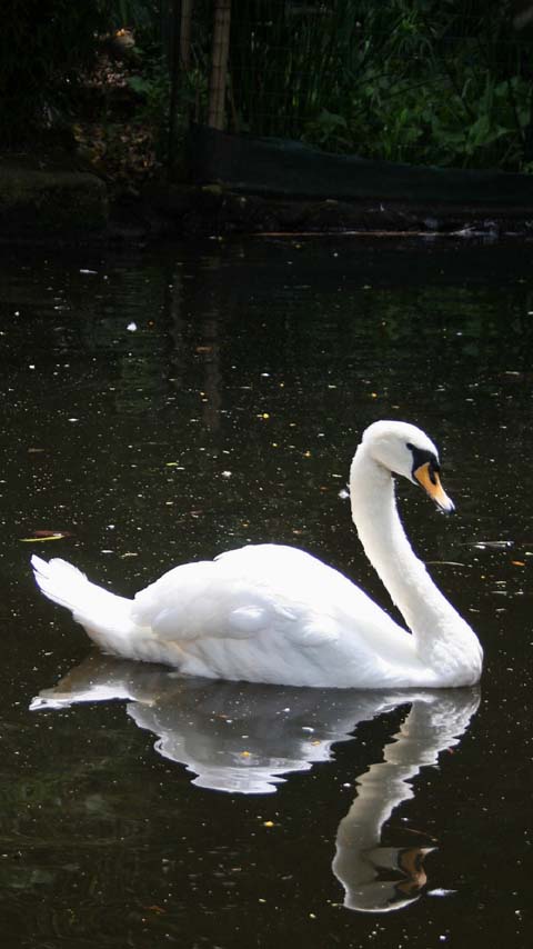 reflection lake swan dark black wallpaper background phone