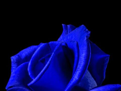 navy blue rose dark black wallpaper background phone