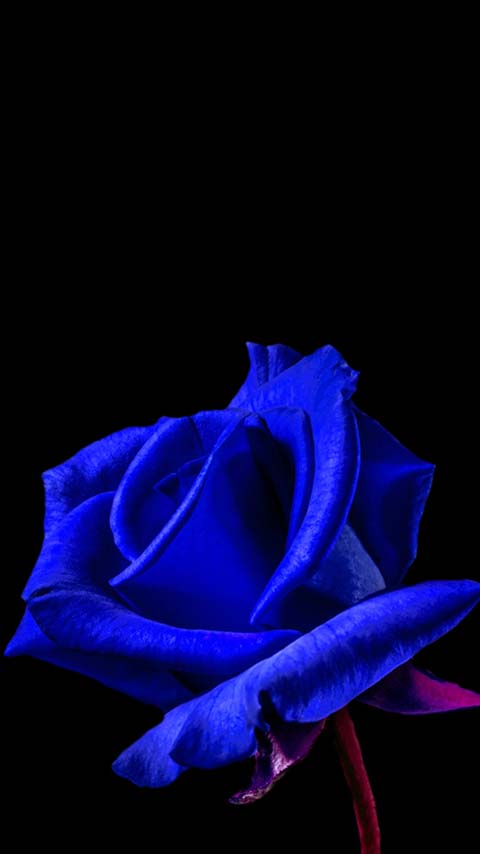 navy blue rose dark black wallpaper background phone