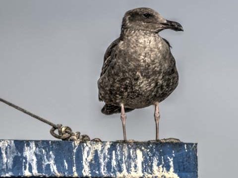 nautical seagull background wallpaper phone