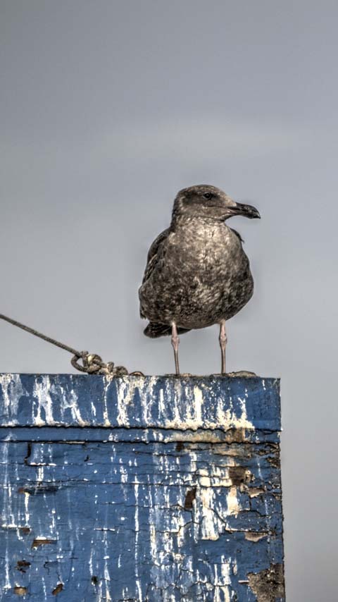 nautical seagull background wallpaper phone