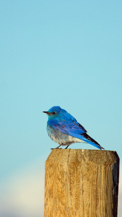 bluebird cute bird blue wallpaper background phone wallpaper