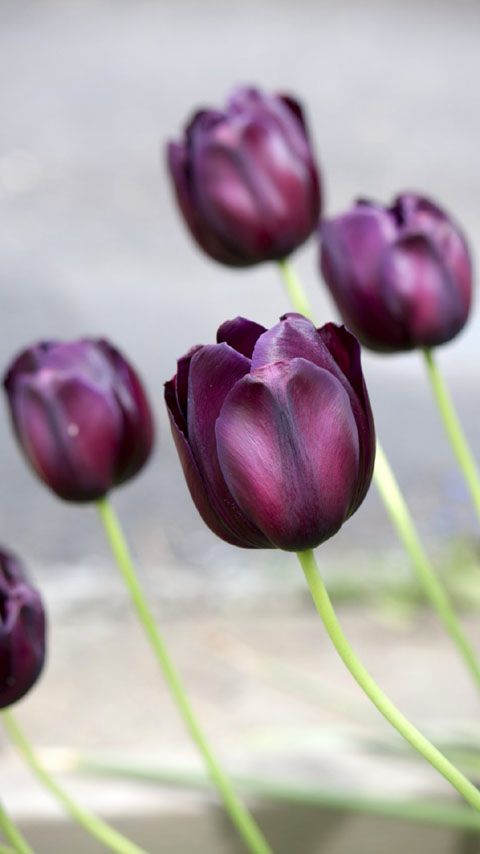 dark black purple tulips flowers wallpaper background phone