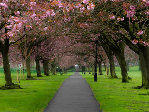 alley blooming trees pink green wallpaper background phone