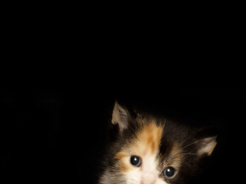 calico cat kitten dark black cutest wallpaper background phone