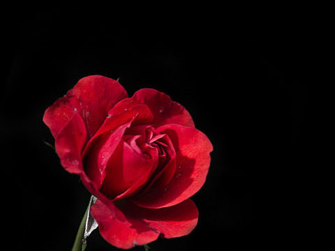 gloomy rose red dark black wallpaper background phone