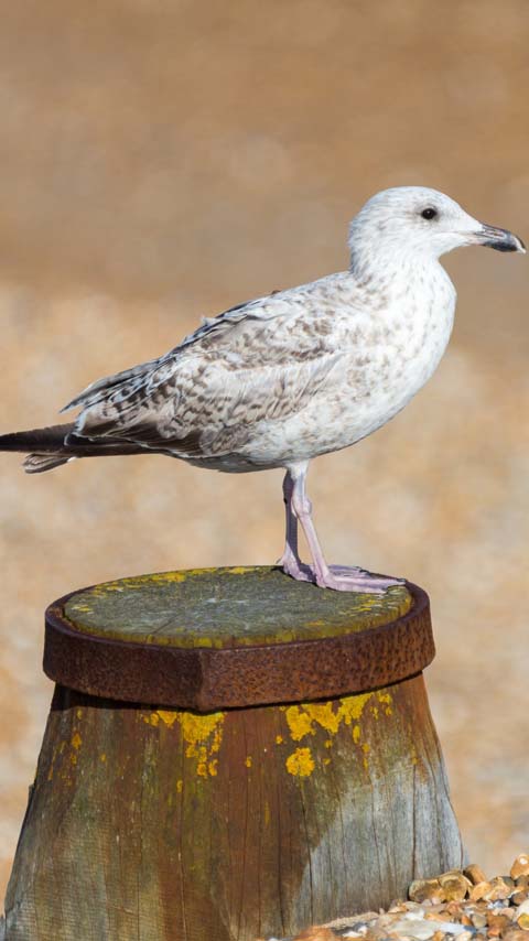 heuglins gull seagull beach ocean wallpaper background phone