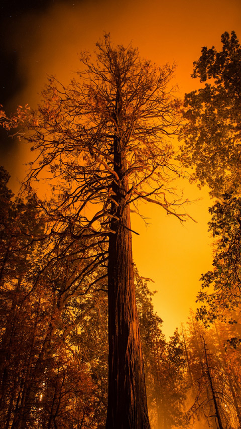 tall trees orange sunset forest wallpaper background phone