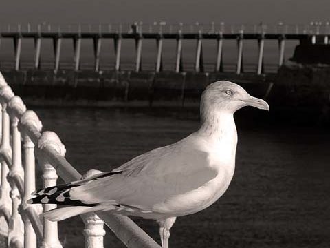 black-and-white seagull ocean wallpaper background phone