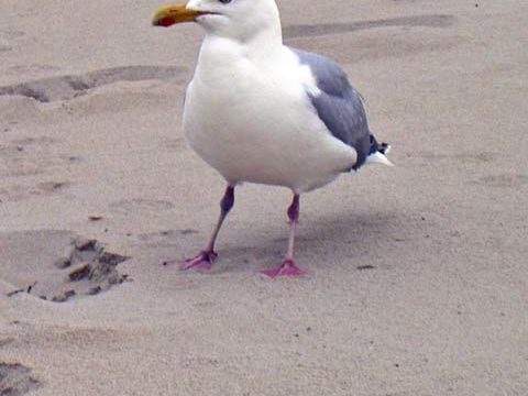 beach bird seagull wallpaper background phone