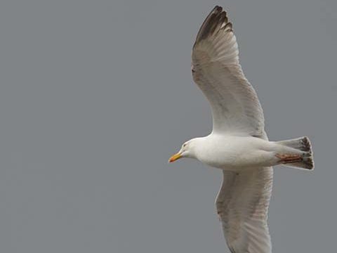 flying seagull sky gray background wallpaper phone