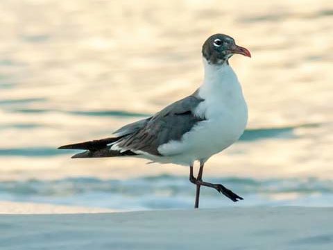 black-headed gull beach wallpaper background phone