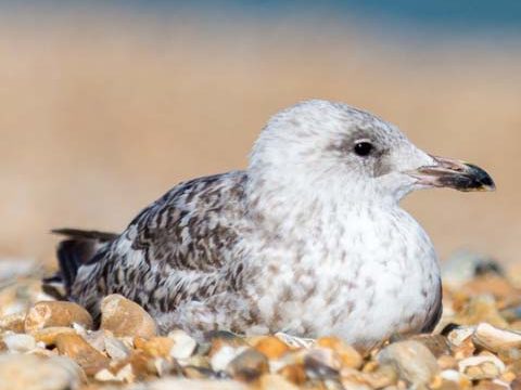 sand beach seagull ocean wallpaper background phone