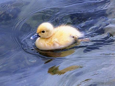 duckling cute bird wallpaper background