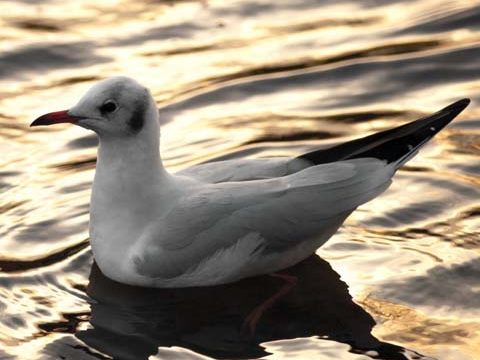 swimming seagull ocean background wallpaper phone