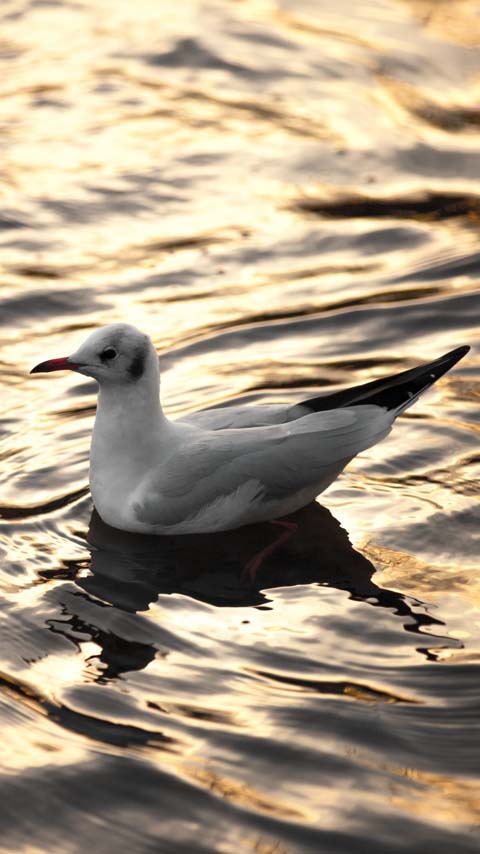 swimming seagull ocean background wallpaper phone