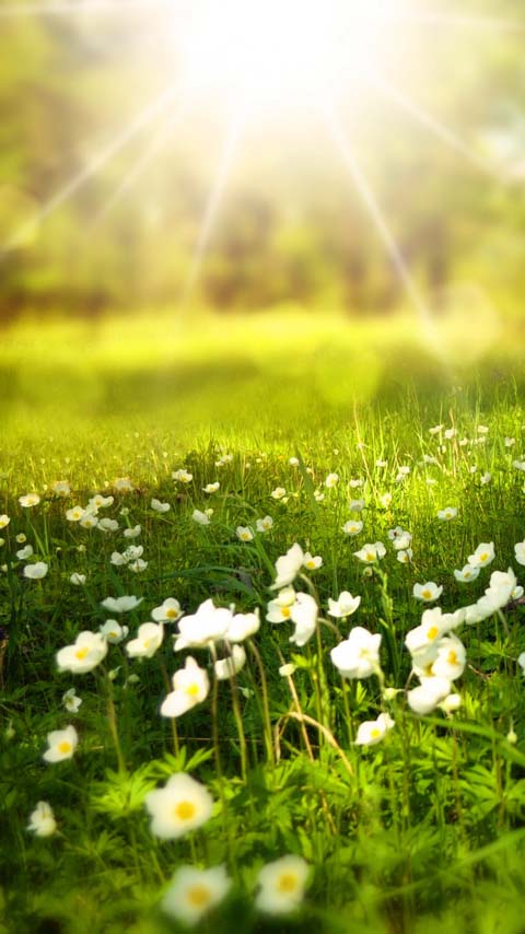 meadow flowers green grass wallpaper background