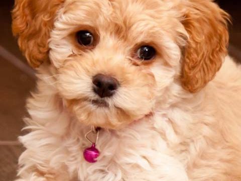 maltese puppy cute wallpaper background phone