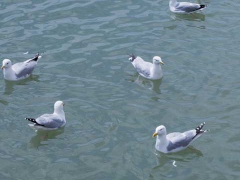 floating seagulls birds ocean wallpaper background phone