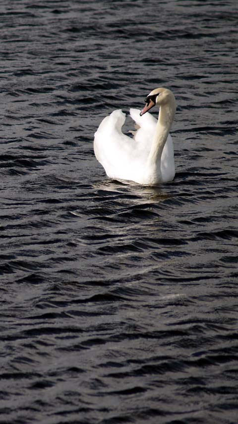 lake swan water wallpaper background phone