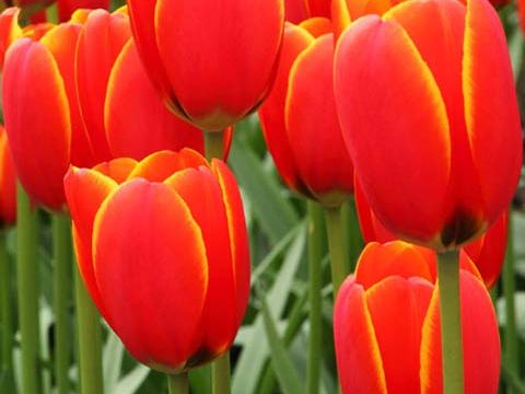 tulip garden flowers wallpaper background phone