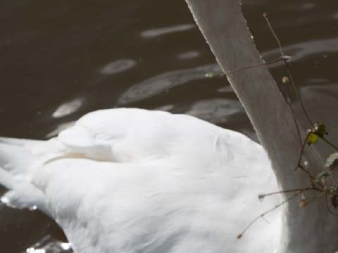 mute swan bird lake wallpaper background phone