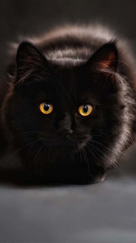 eyes black cat dark wallpaper background wallpaper phone