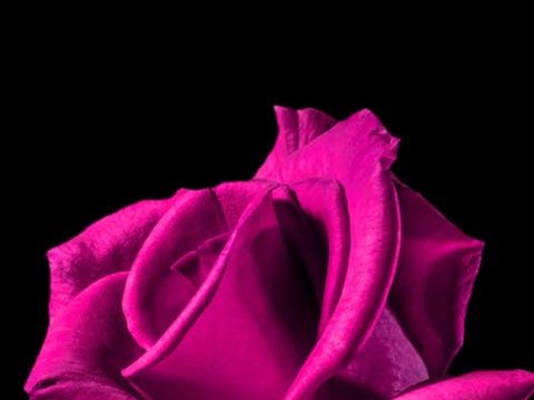 magenta rose black dark wallpaper background phone