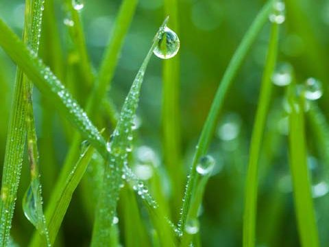 dew green grass wallpaper background phone