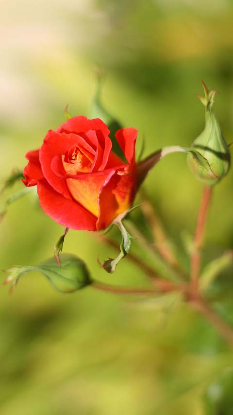 buds rose green red yellow flower wallpaper background phone